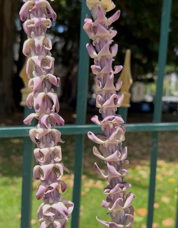 Crown Flower Lei: Purple - Image 2