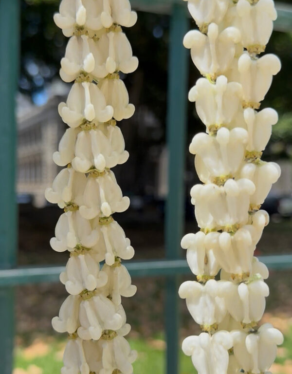Crown Flower Lei Strands - Image 2